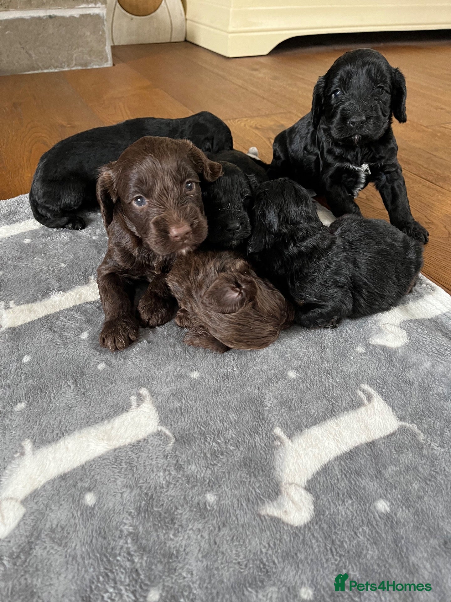 Cockapoo dogs 7 beautiful F1 Cockapoo puppies, brown and black.  - Advert 2