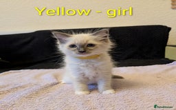 Ragdoll cats for sale: Stunning Ragdoll kittens - Image 5