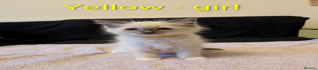 Ragdoll Kitten 3