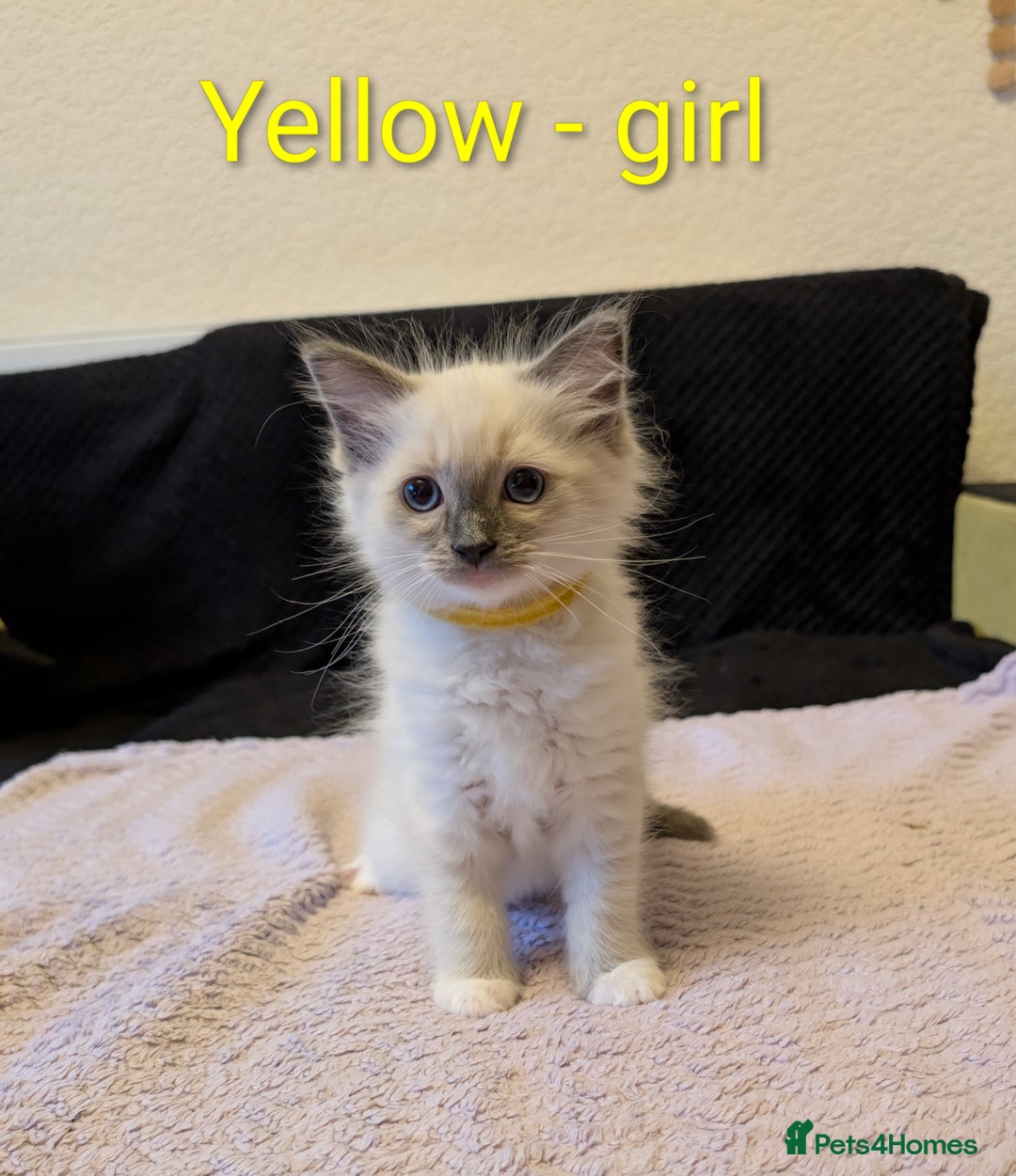Ragdoll cats for sale: Stunning Ragdoll kittens - Image 5