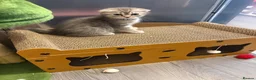 Scottish Fold cats for sale: Beautiful little Fold fur babies.  - Advert 8