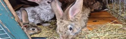 New Zealand rabbits for sale: Beautiful New Zealand bunny's  in Rotherham - Advert 10