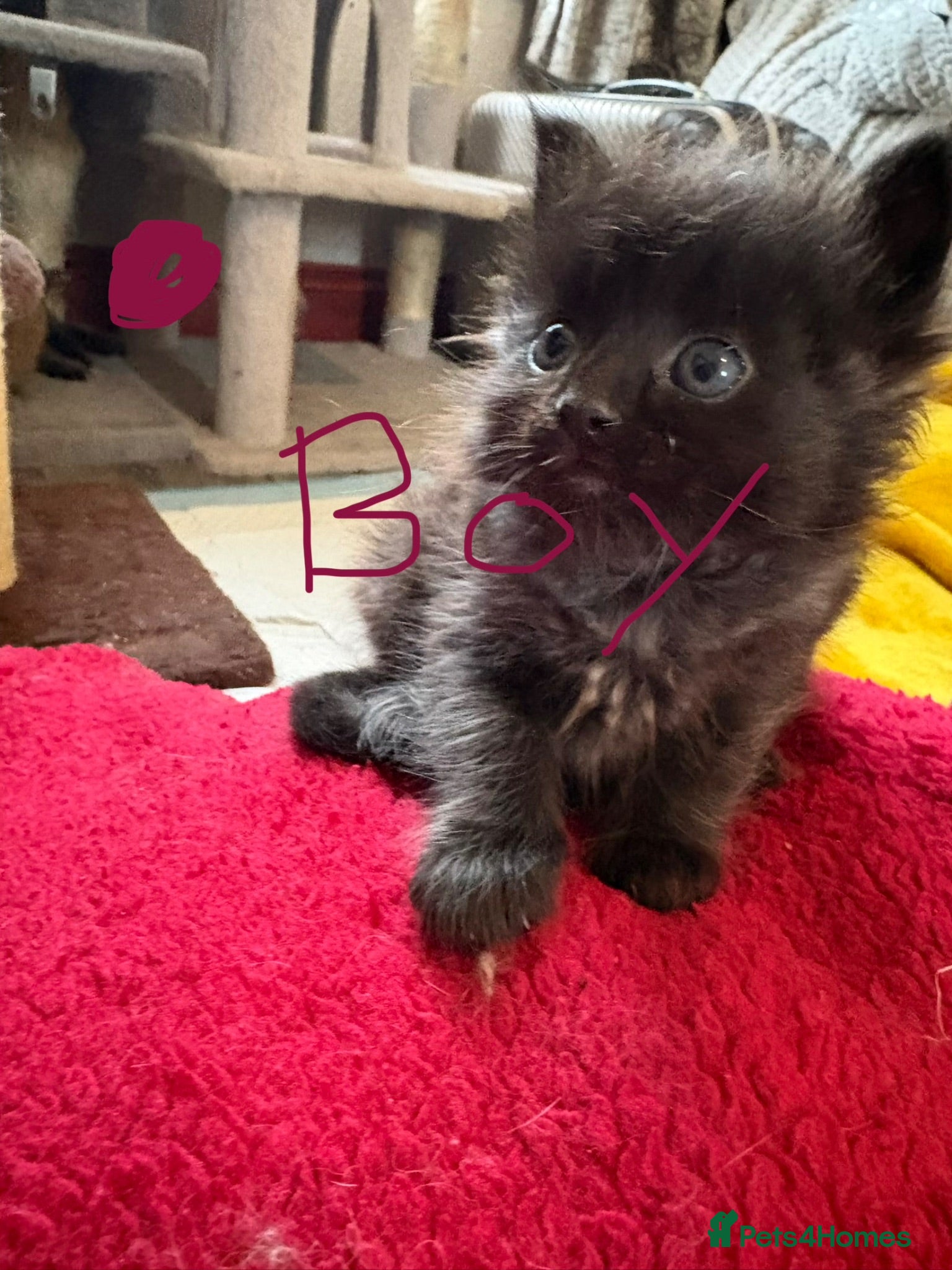 Mixed Breed cats for sale: Rag doll x mancoon - Advert 2