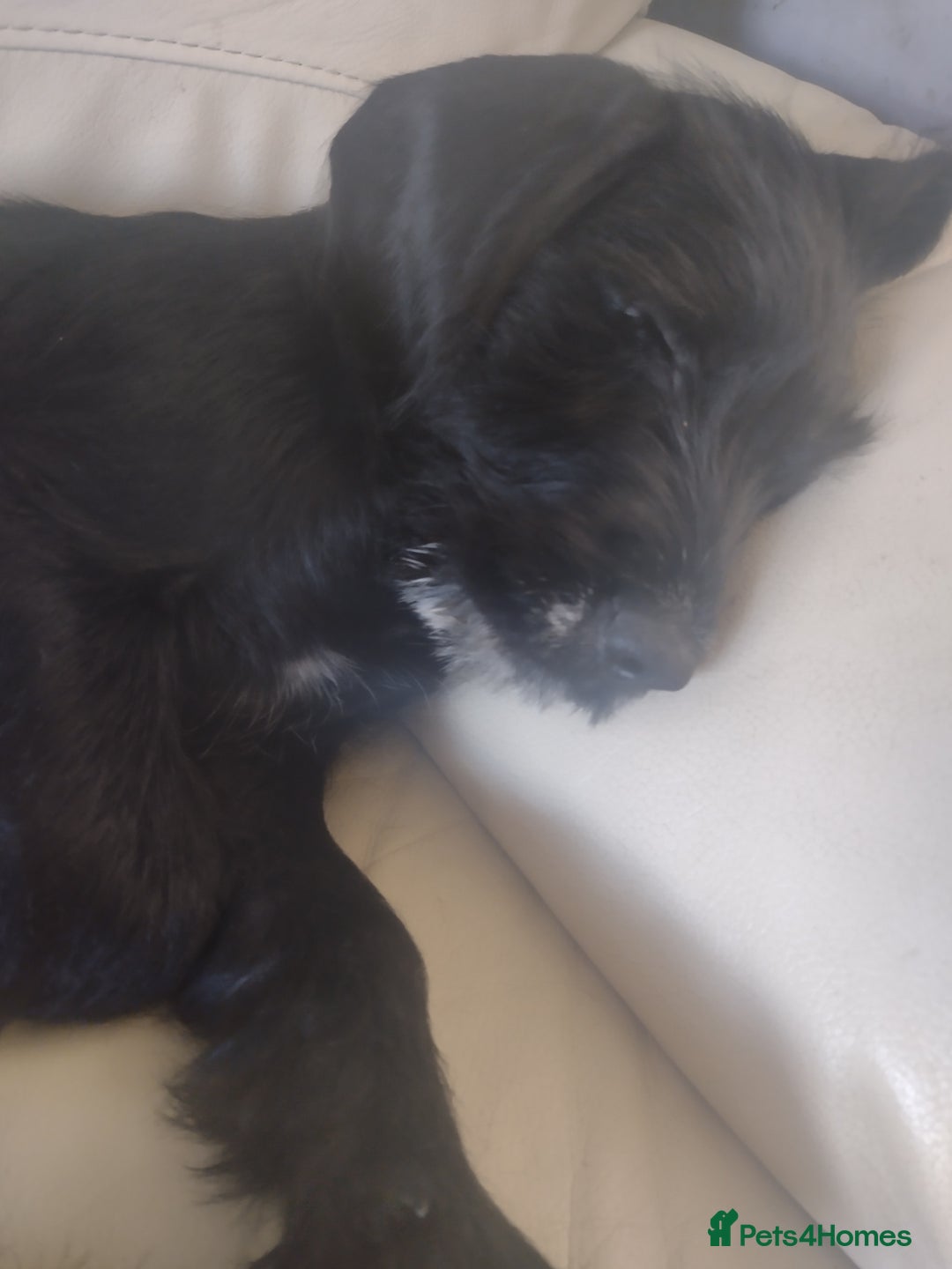 Mixed Breed dogs for sale: Sprocker x gwp - Image 4