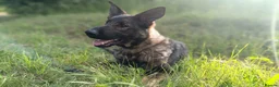 German Shepherd dogs for sale: Czech Working Line Gsd Female, KC Reg, BH-VT title - Advert 5