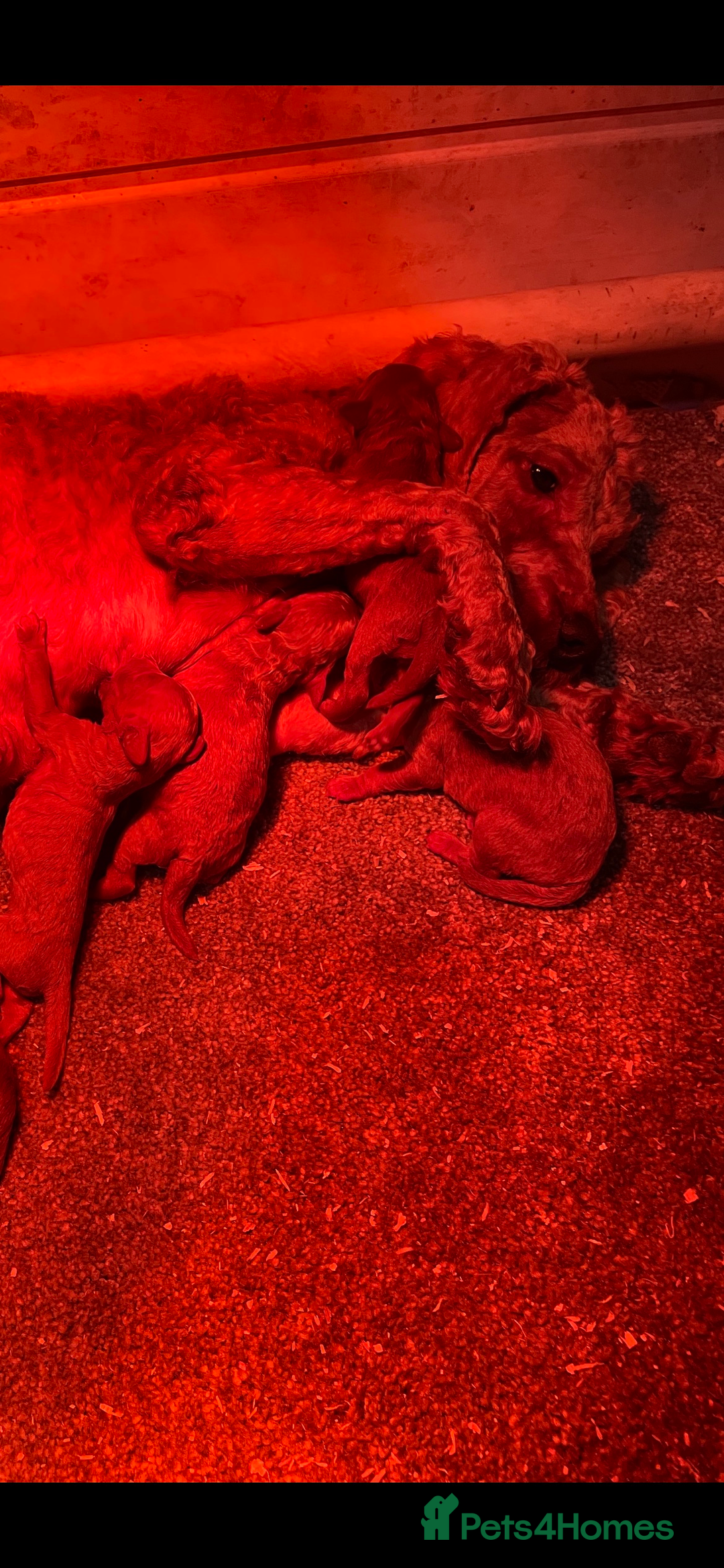 Cockapoo dogs for sale: Cockapoo Pups - Advert 3