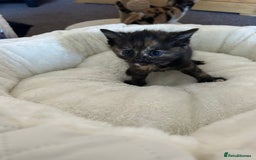 British Shorthair cats for sale: Gorgeous kittens  - Image 2