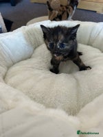 Mixed Breed cats - Advert 9