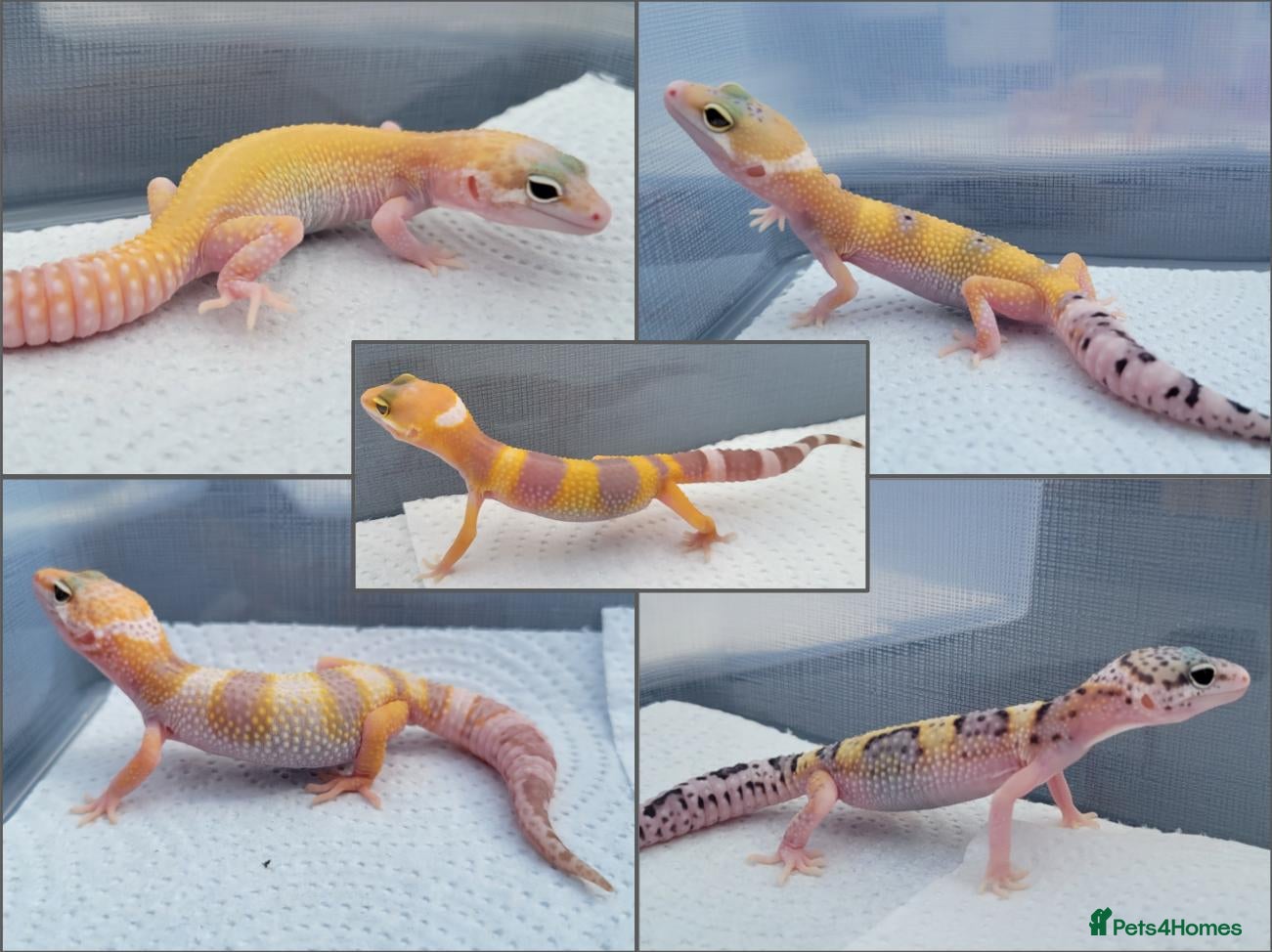 Leopard Gecko reptiles Baby Leopard Geckos - Advert 1