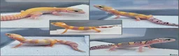 Leopard Gecko reptiles for sale: Baby Leopard Geckos - Advert 1