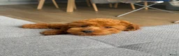 Cockapoo dogs for sale: Cockapoo puppy in Slough - Advert 4