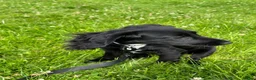 Cocker Spaniel dogs for sale: 8 month old loving cocker spaniel  - Advert 2