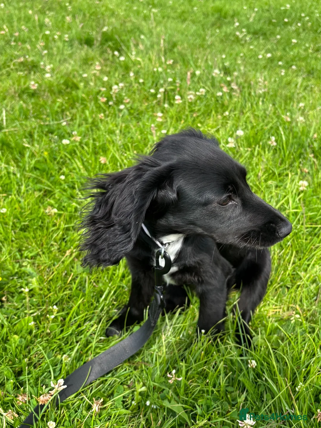 Cocker Spaniel dogs for sale: 8 month old loving cocker spaniel  - Advert 2