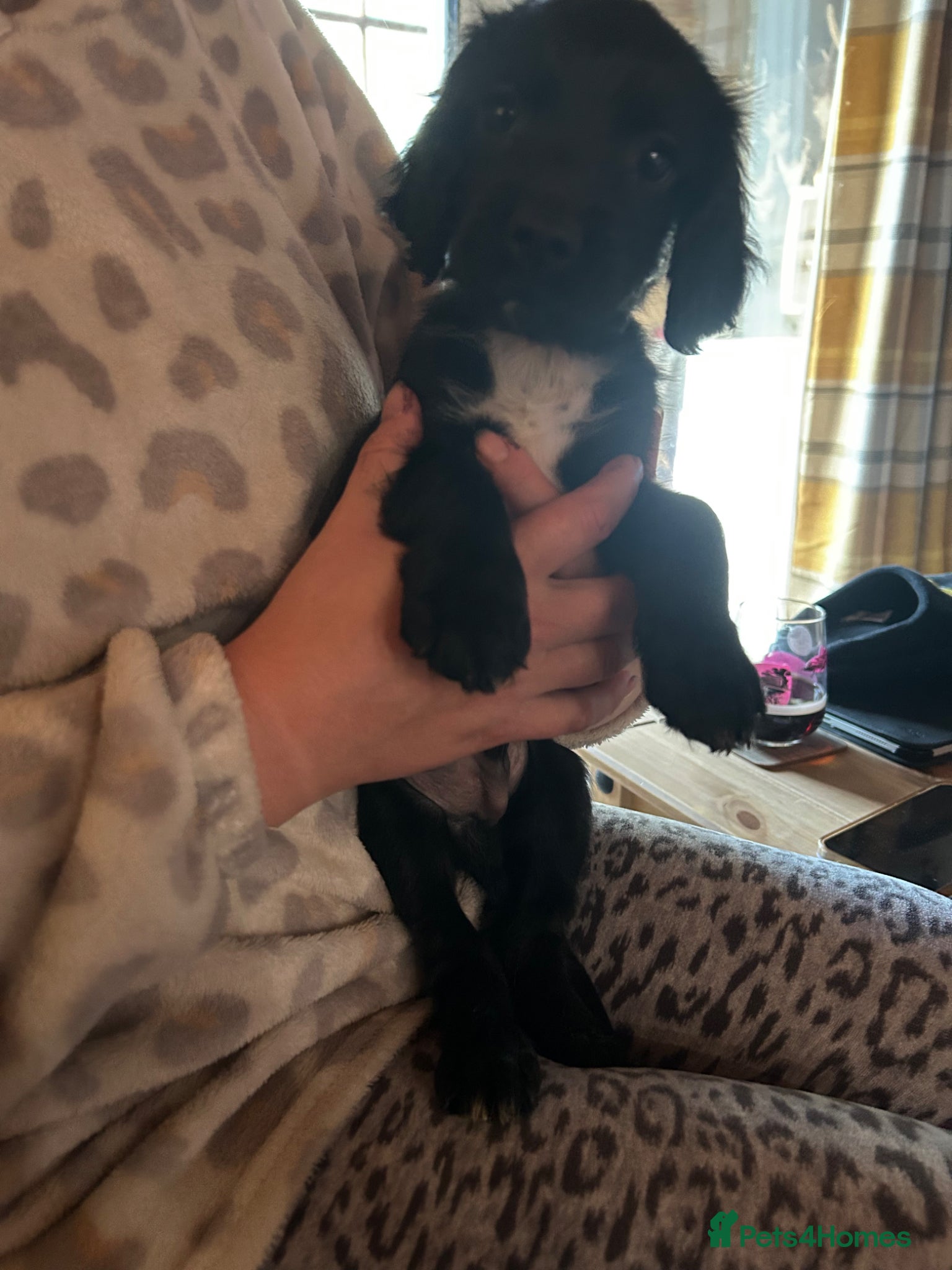 Sprocker dogs One black sprocker boy  - Advert 7