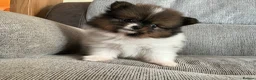 Pomeranian dogs for sale: True Tiny pomeranians teddy bear faced*ready now * - Advert 6