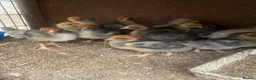Chickens poultry for sale: Beautiful chicken , eggs , see details for price  - Advert 5