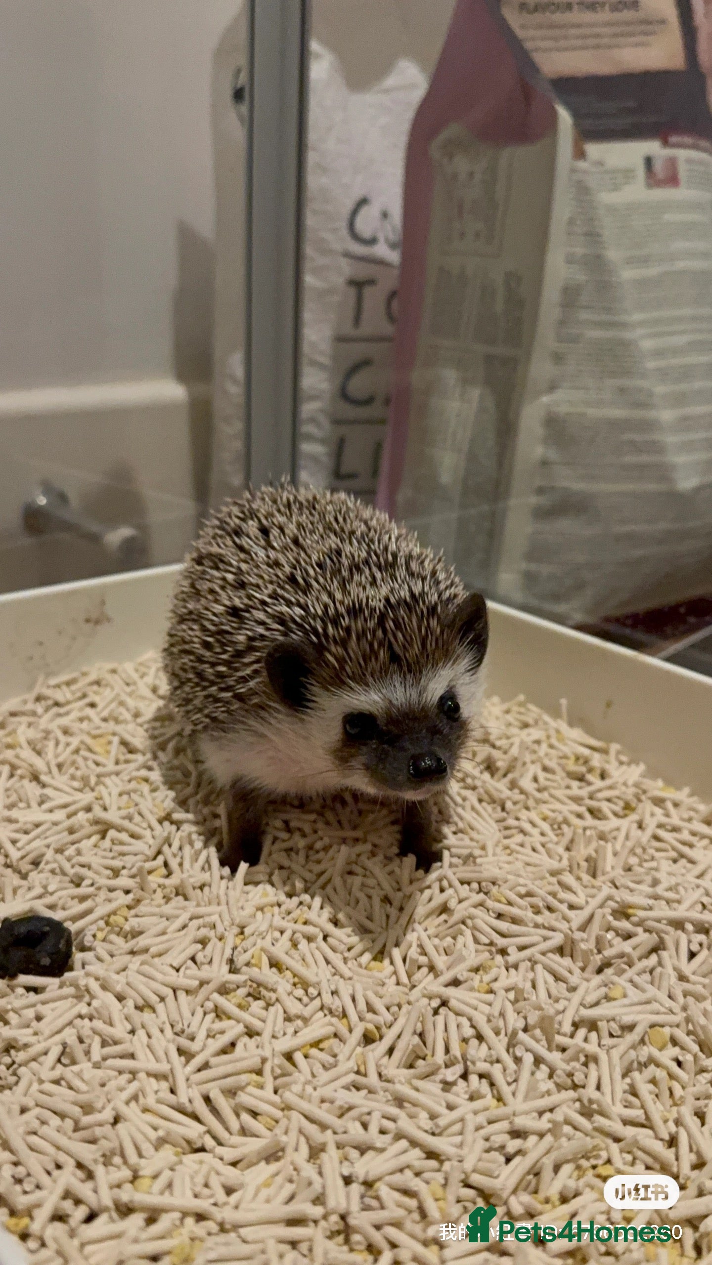 Pygmy Hedgehog rodents Male Black African Pygmy Hedgehog - Advert 1