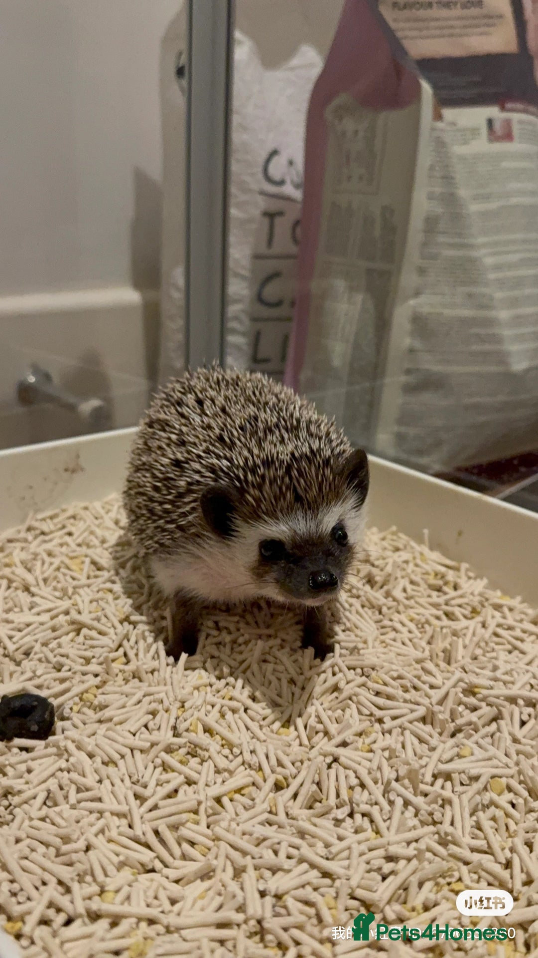 Pygmy Hedgehog rodents for sale: Male Black African Pygmy Hedgehog - Advert 1