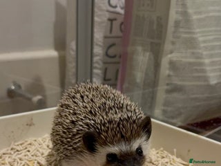 Pygmy Hedgehog rodents Male Black African Pygmy Hedgehog - Advert 1