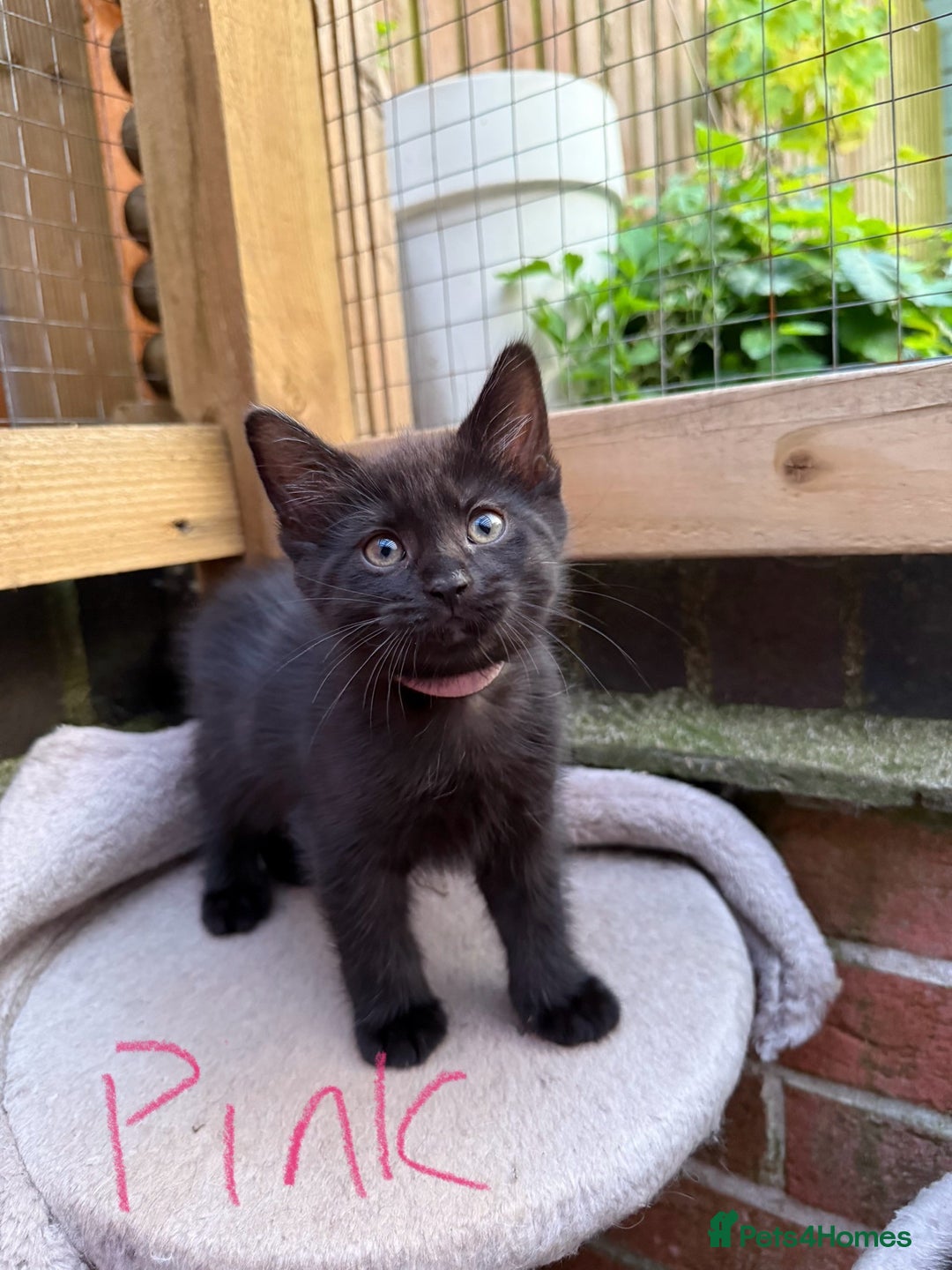 Maine Coon cats for sale: Maine coon cross kittens - Image 11
