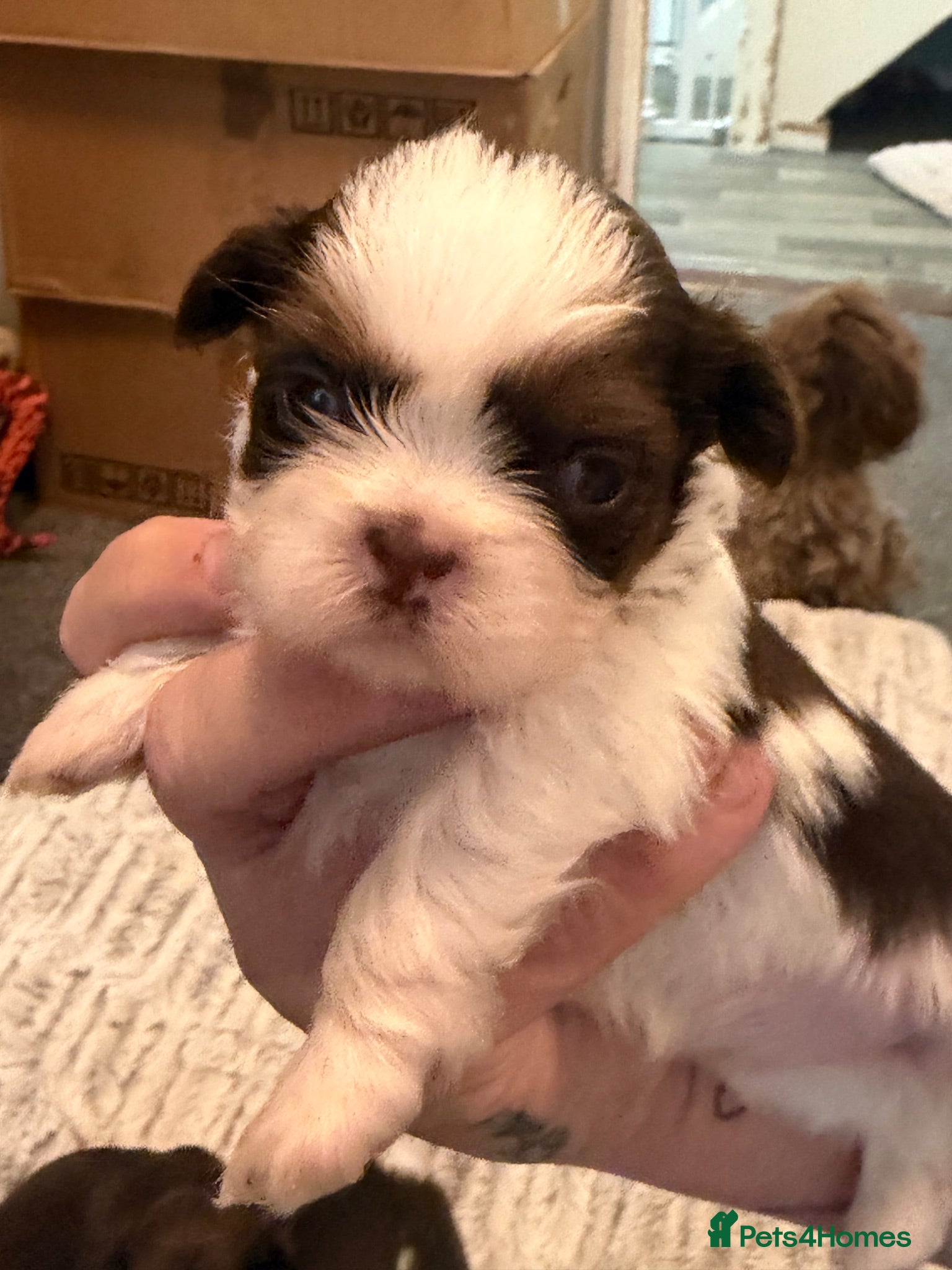 Shih Tzu dogs Karashishi Full KC imperial Shih-Tzu pups for sale - Advert 1