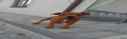 Staffordshire Bull Terrier dogs for sale: Top Quality KC Reg Red Staffordshire Bull Terrier in Manchester - Advert 4