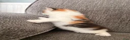 Mixed Breed cats for sale: Beautiful Female Calico Kitten in London - Advert 5