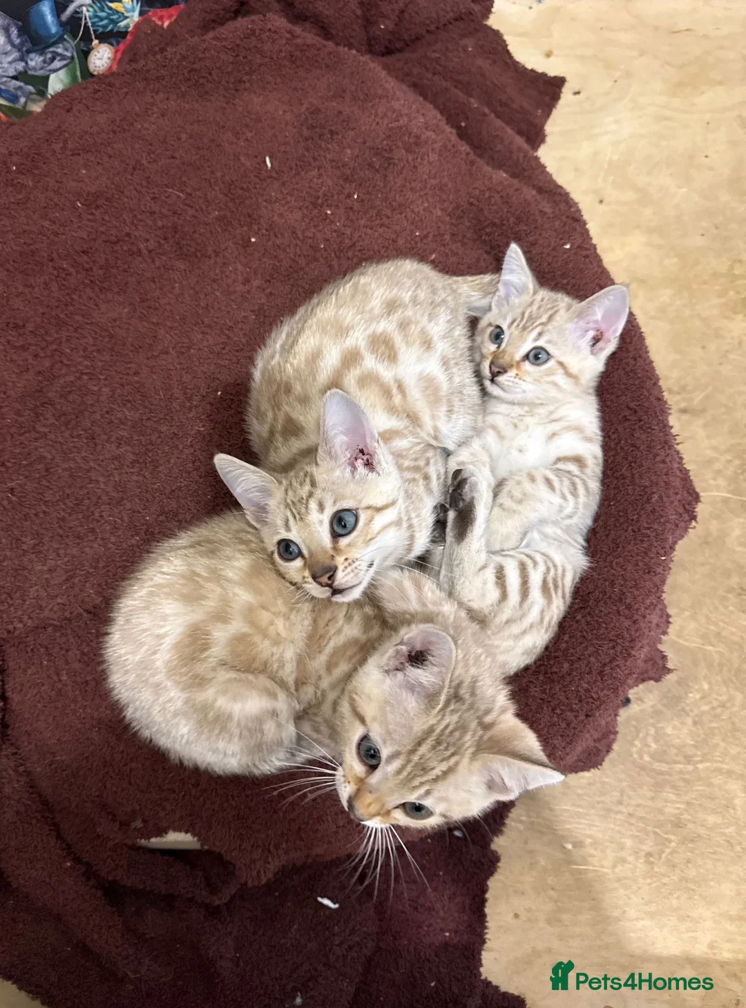 Bengal cats for sale: TICA Registered Bengals - Advert 20