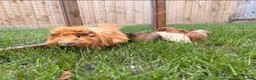 Guinea Pig rodents for sale: Smooth sow and crested boars  - Advert 1