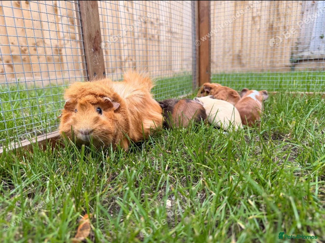 Guinea Pig rodents for sale: Smooth sow and crested boars  - Advert 1