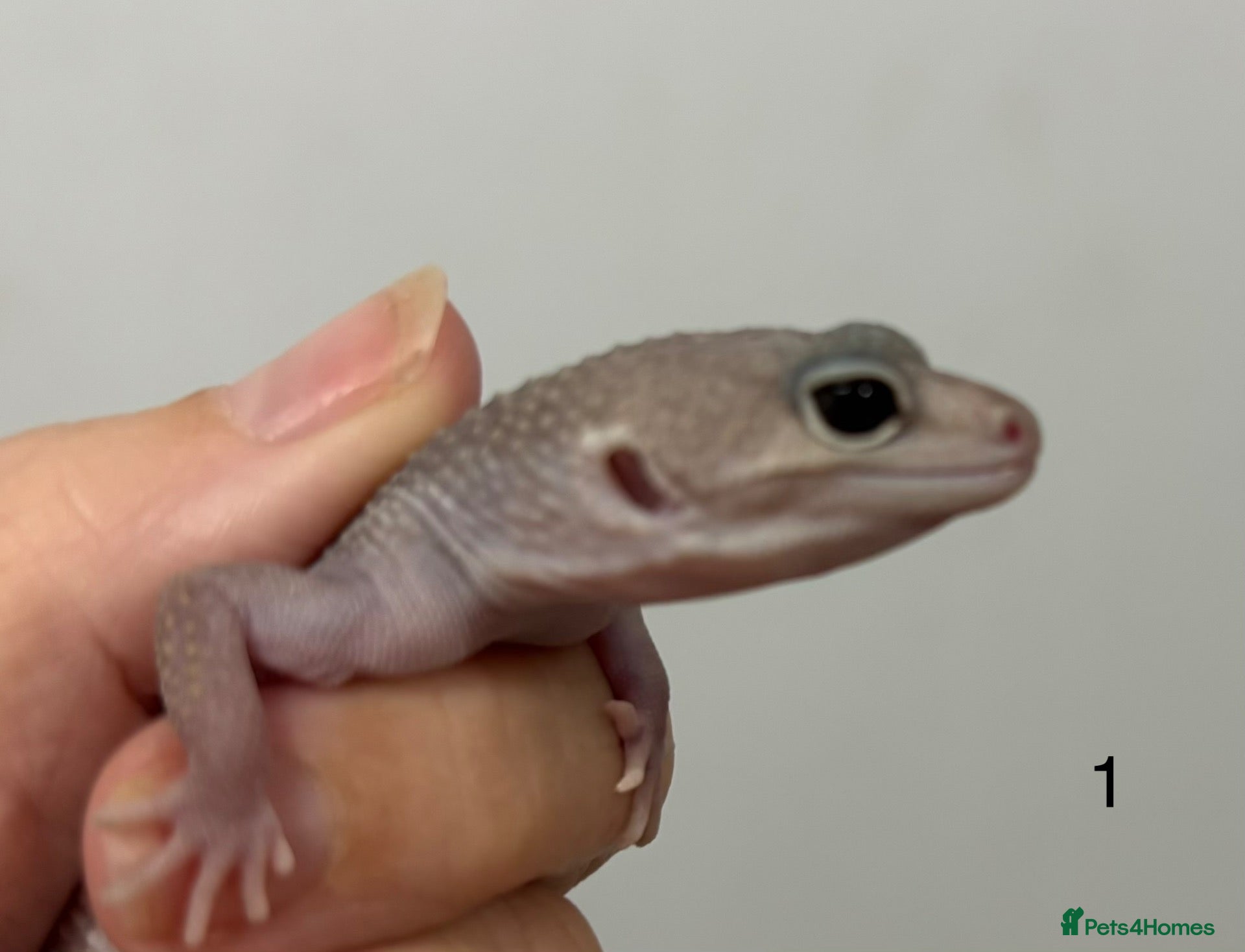 Leopard Gecko reptiles for sale: Baby leopard geckos £40 to £60 - Advert 2