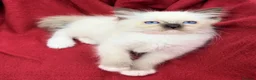Ragdoll cats for sale: Purebred Ragdoll Kittens  - Advert 23