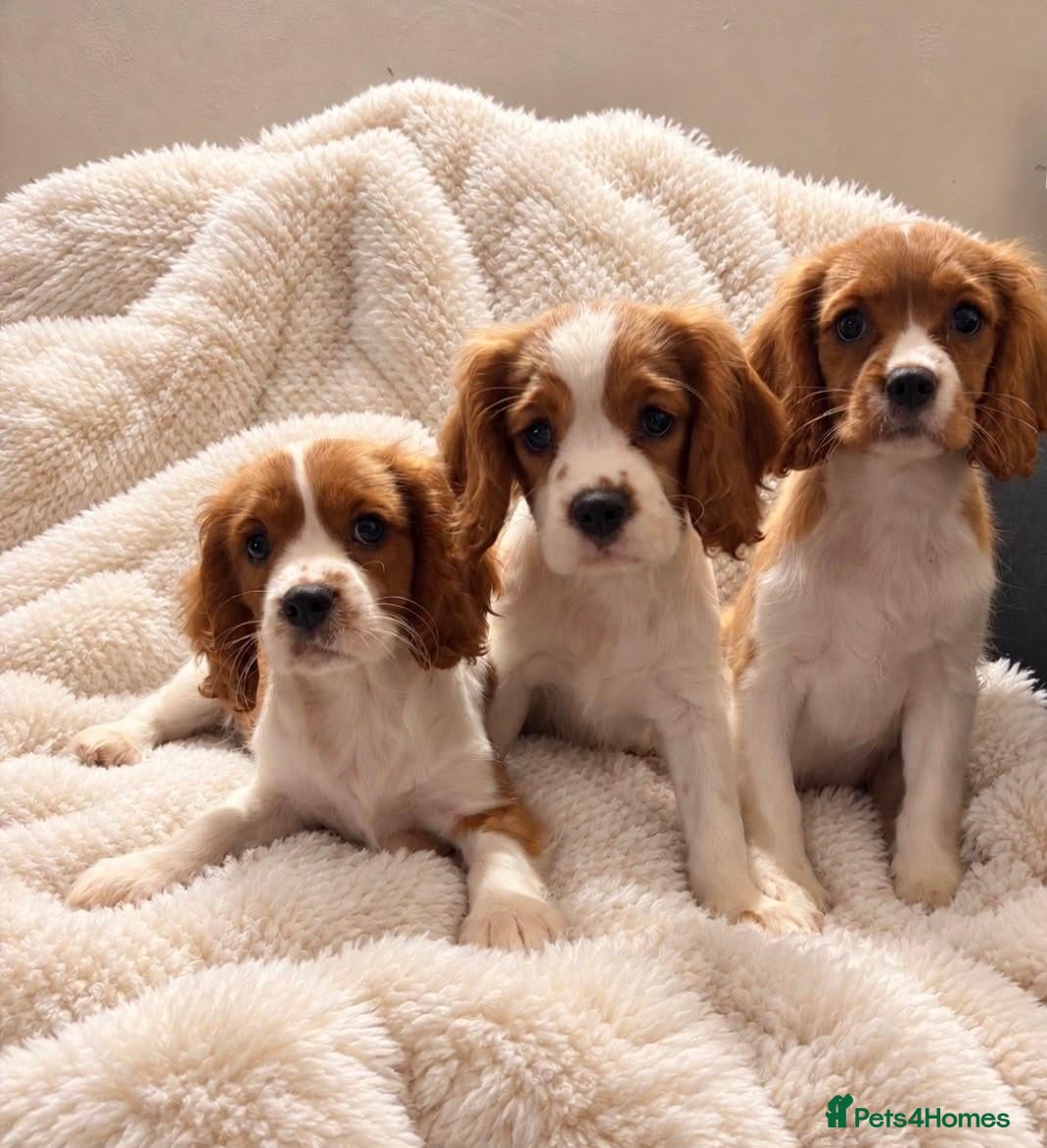 Cavalier King Charles Spaniel dogs Beautiful litter of cuteness - Advert 1