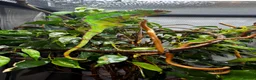 Chameleon reptiles for sale: Pair YBBB Ambilobe Panther Chameleons for sale in Oxford - Advert 10