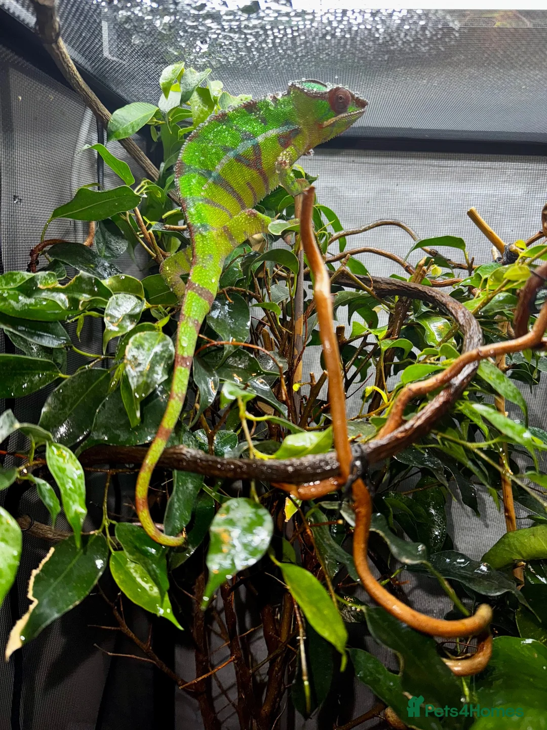 Chameleon reptiles for sale: Pair YBBB Ambilobe Panther Chameleons for sale in Oxford - Advert 10