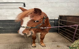 Welsh Section A horses for sale: Daisy FOR SALE OFFERS CONSIDERED - Image 2