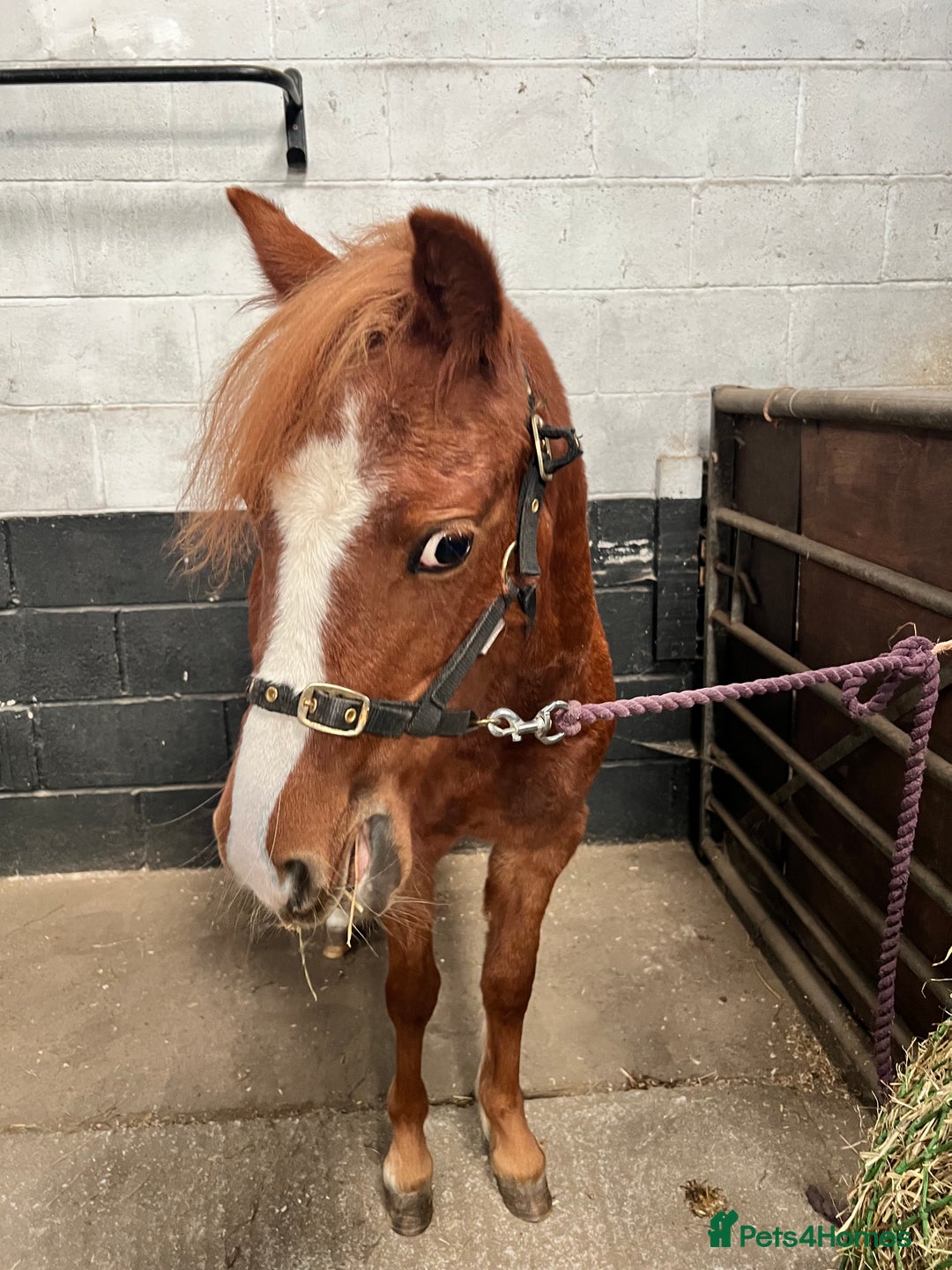 Welsh Section A horses for sale: Daisy FOR SALE OFFERS CONSIDERED - Image 2