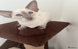 Siamese cats for sale: Gorgeous New Style Siamese kittens GCCF - Image 2