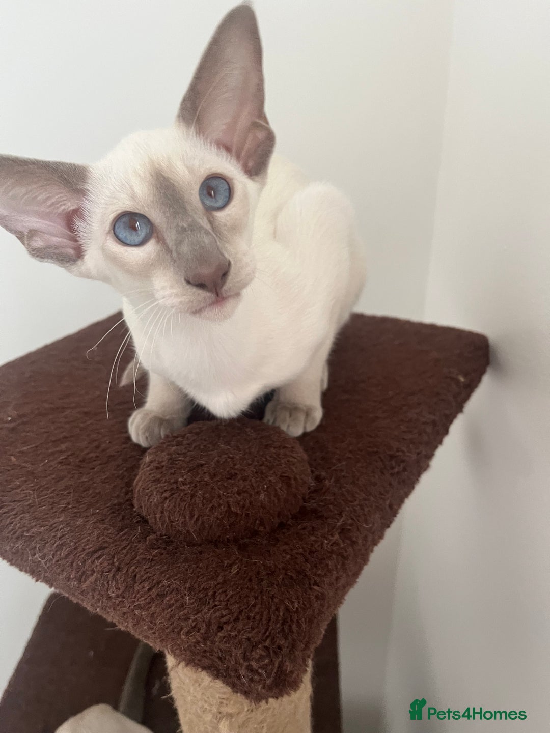 Siamese cats for sale: Gorgeous New Style Siamese kittens GCCF - Image 2