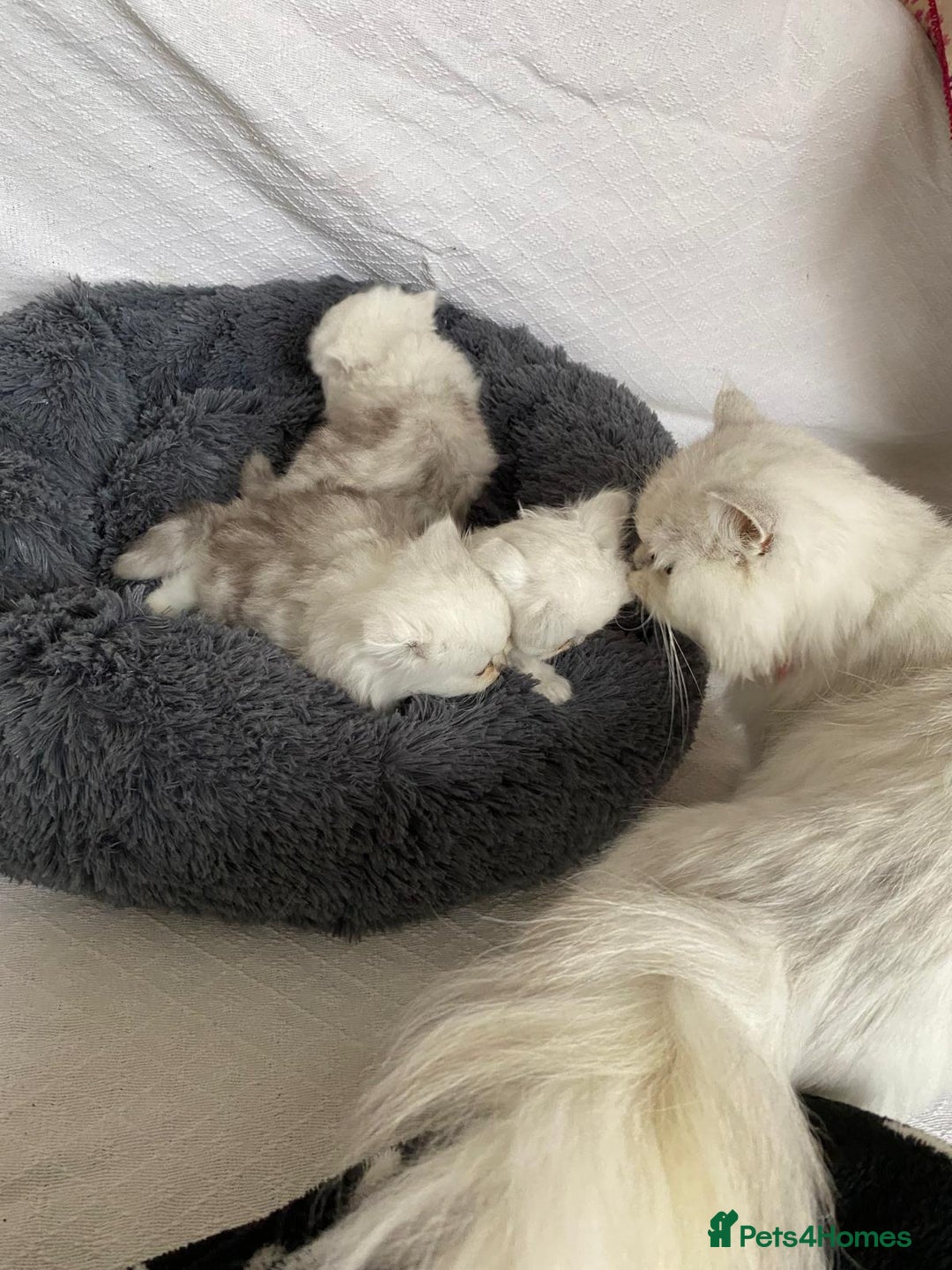 Persian cats for sale: Persian kitten - Advert 1