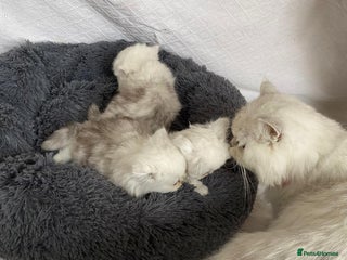 Persian cats Persian kitten - Advert 6