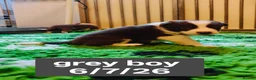 Border Collie dogs for sale: KC registered Border collie pups for sale - Advert 26