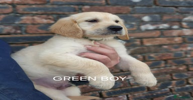 Golden Retriever dogs - Advert 6