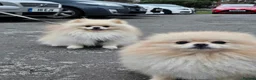 Pomeranian dogs for sale: Still Bullet Exclusive-Max - Advert 4