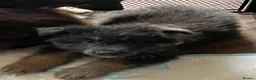 German Shepherd dogs for sale: 6 beautiful male German shepherd puppies for sale  - Advert 16