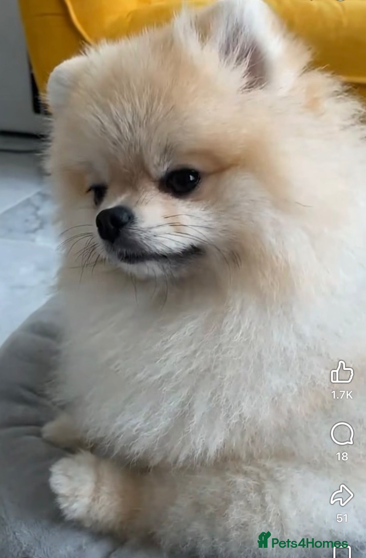 Pomeranian dogs XS Teddy Bear Pomeranian Boys 🐻🐾 - Advert 2