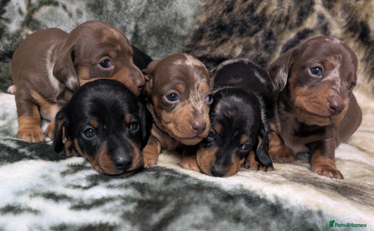 Miniature Dachshund dogs - Advert 3