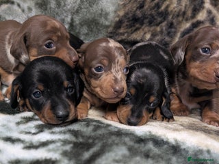 Miniature Dachshund dogs - Advert 30