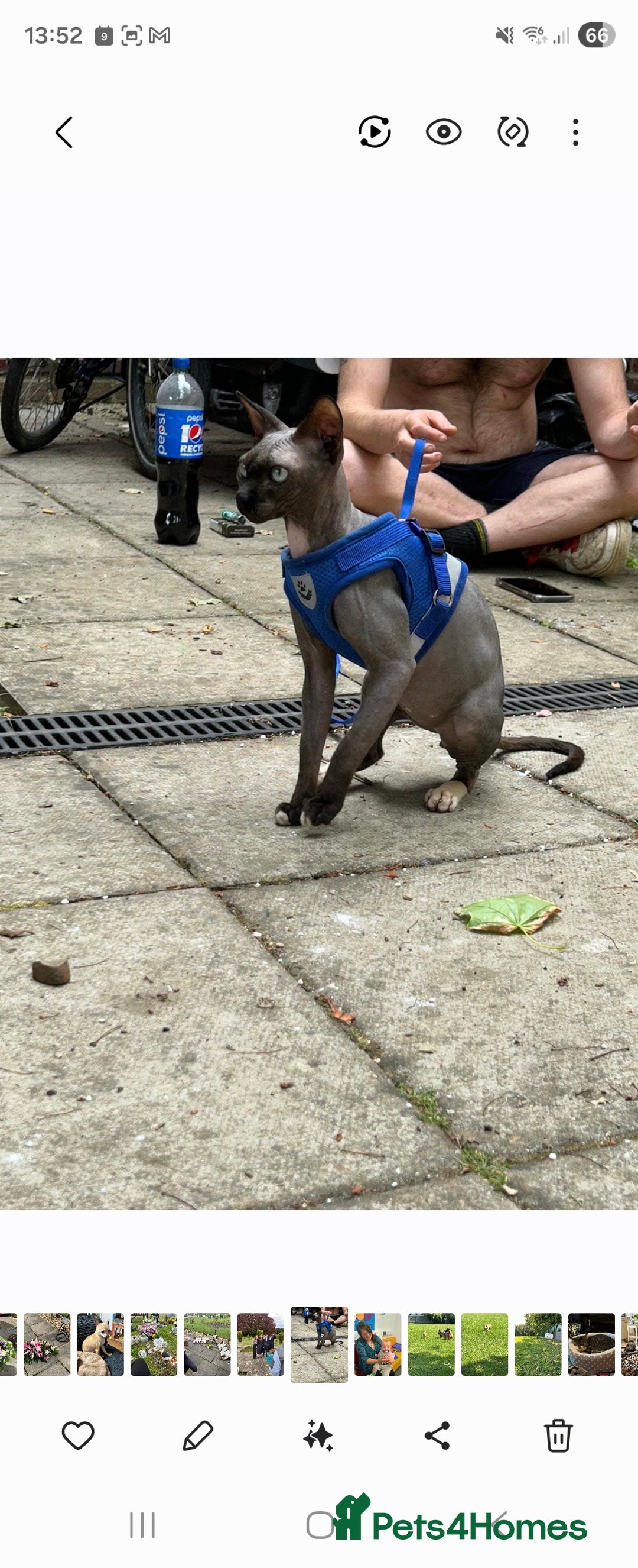 Sphynx cats for sale: Male hairless spynx cat called cesear - Advert 1