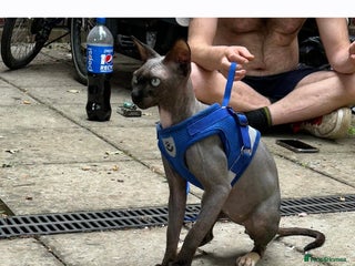 Sphynx cats Male hairless spynx cat called cesear - Advert 1